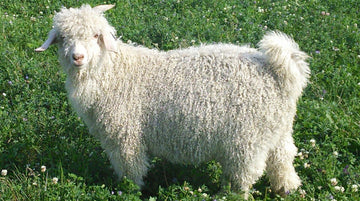 Baby angora goat provides mohair
