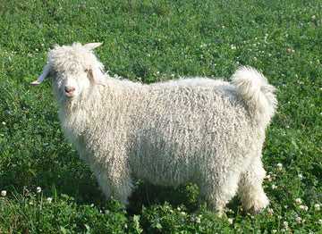 Meet the Angora Goat