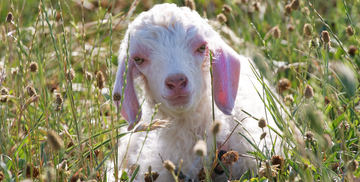 Baby angora goat laying in the grass